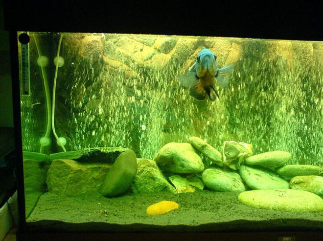 57 gallons freshwater fish tank (mostly fish and non-living decorations) - my oscar enjoying his new bubble wall and backdrop