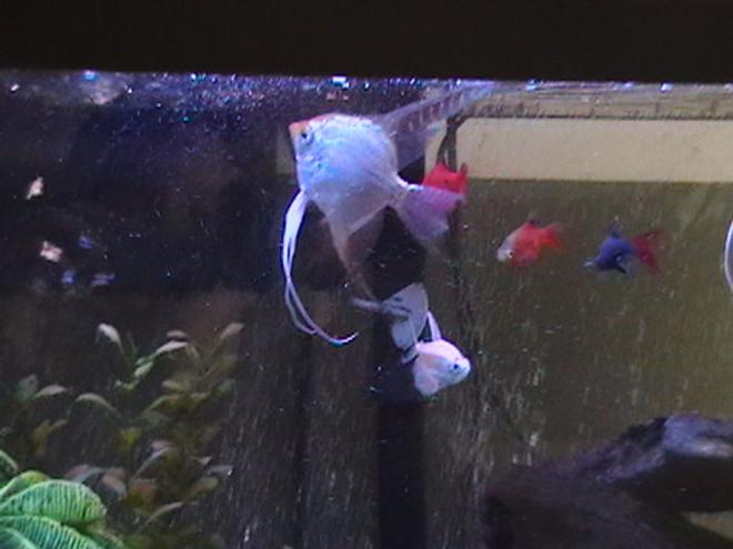 freshwater fish - pterophyllum sp. - albino angel stocking in 29 gallons tank - Angelfish and others
