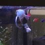 freshwater fish - pterophyllum sp. - albino angel stocking in 29 gallons tank - Angelfish and others