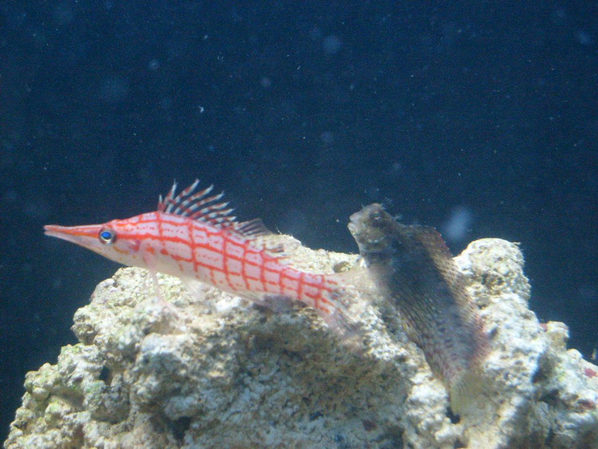 saltwater fish - oxycirrhites typus - longnose hawkfish stocking in 65 gallons tank - algae blenny and longnose hawkfish hanging out