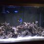 38 gallons saltwater fish tank (mostly fish, little/no live coral) - Saltwater Tank