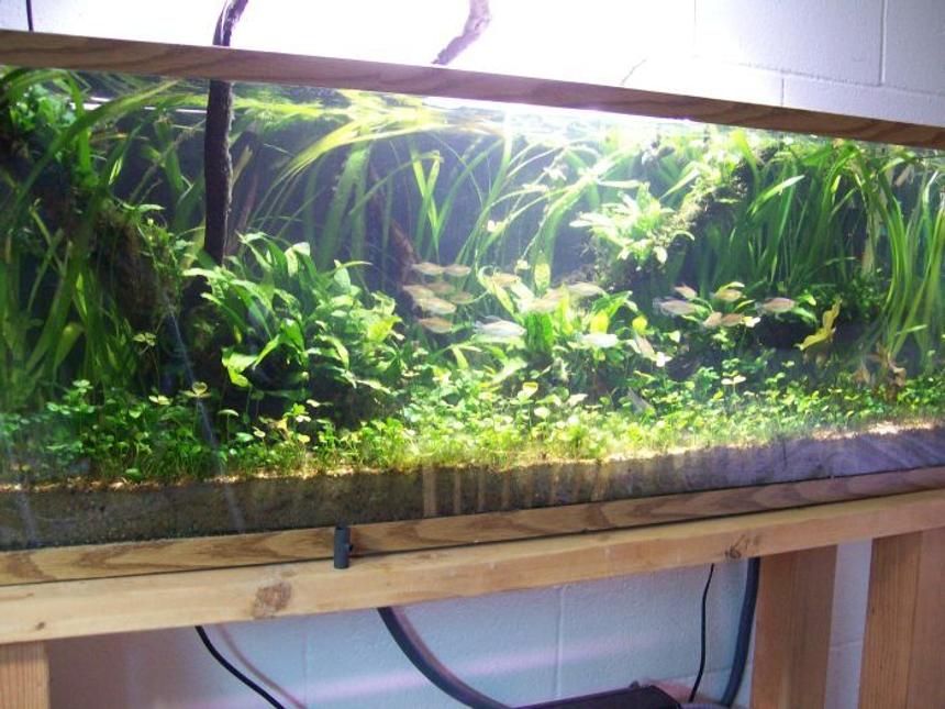 Rated #43: 50 Gallons Planted Tank - psuedo west african theme with pelvicachromis taeniatus "lokoundje" and congo tetras