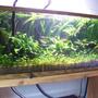 50 gallons planted tank (mostly live plants and fish) - psuedo west african theme with pelvicachromis taeniatus "lokoundje" and congo tetras