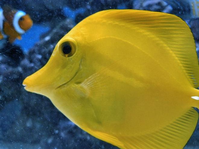 saltwater fish - zebrasoma flavescens - yellow tang - hawaii stocking in 60 gallons tank - Yellow Tang