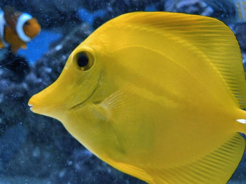 Rated #32: Saltwater Fish - Zebrasoma Flavescens - Yellow Tang - Hawaii Stocking In 60 Gallons Tank - Yellow Tang