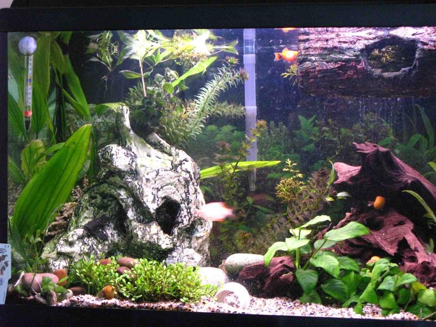 Rated #1422: 33 Gallons Planted Tank - This was taken last week, but since I bought the rams last night, I've rearranged the layout slightly.