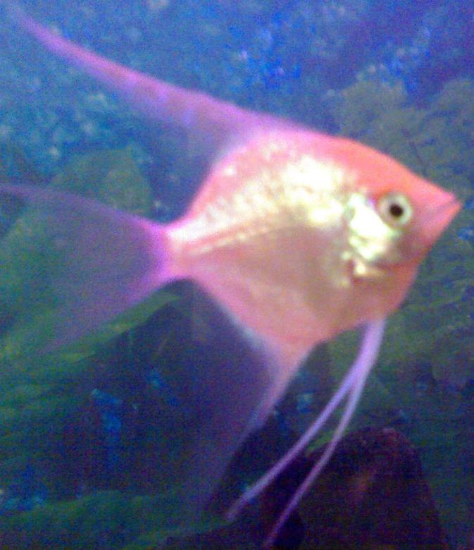 freshwater fish - pterophyllum sp. - gold veil angel stocking in 33 gallons tank - My ANGEL :)