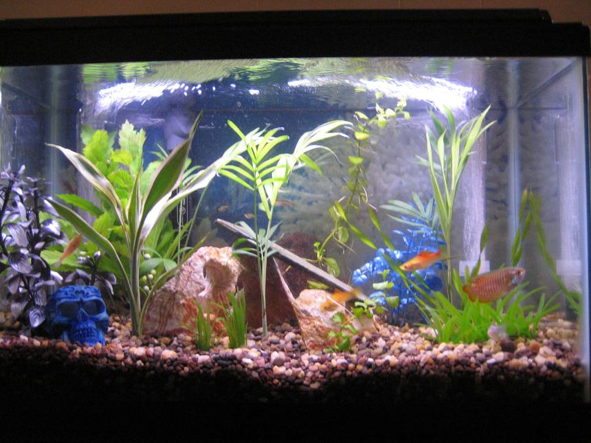 Rated #3122: 10 Gallons Freshwater Fish Tank - My 10 Gallon.
