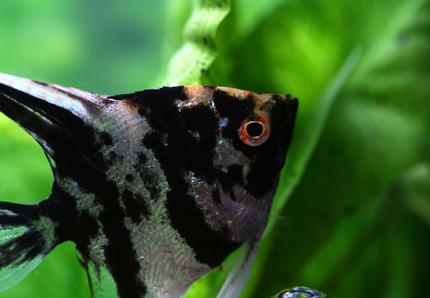 freshwater fish - pterophyllum sp. - koi angel stocking in 20 gallons tank - My angel up close