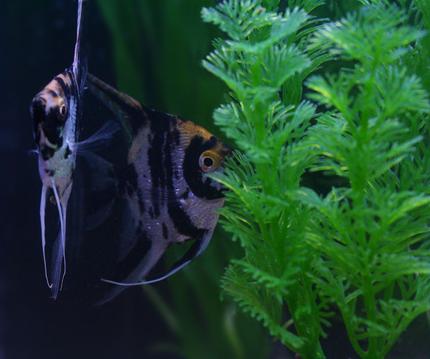 freshwater fish - pterophyllum sp. - koi angel stocking in 20 gallons tank - My two angelfish, one's a little shy