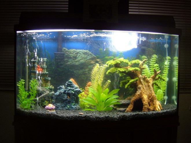 44 gallons freshwater fish tank (mostly fish and non-living decorations) - 6 Tiger Barbs, 5 Zebra Danios, 2 Red Platies, 1 Topsail Platy, 2 Black Sailfin Mollies, 1 Plecostamus & 2 Golden Mystery Snails