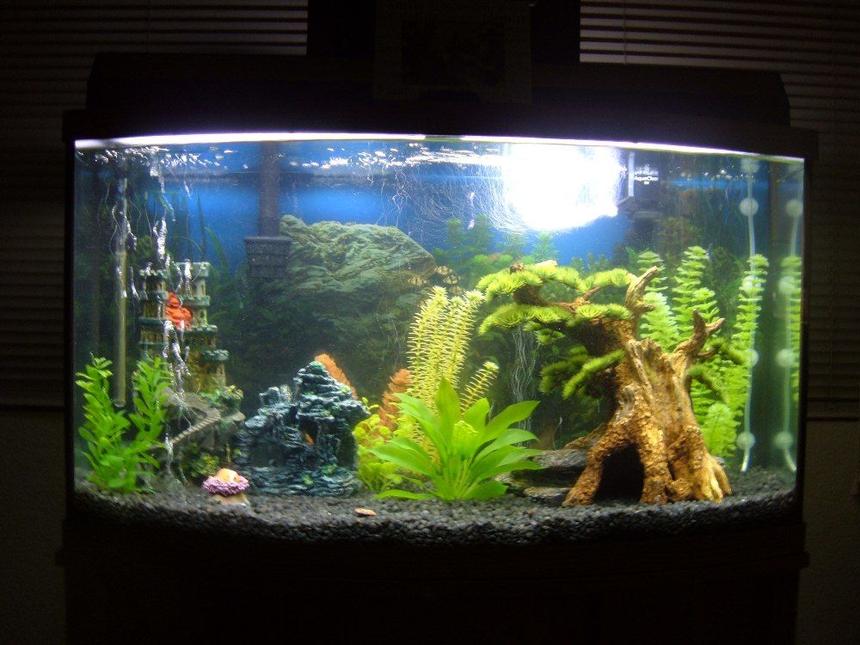 Rated #1883: 44 Gallons Freshwater Fish Tank - 6 Tiger Barbs, 5 Zebra Danios, 2 Red Platies, 1 Topsail Platy, 2 Black Sailfin Mollies, 1 Plecostamus & 2 Golden Mystery Snails