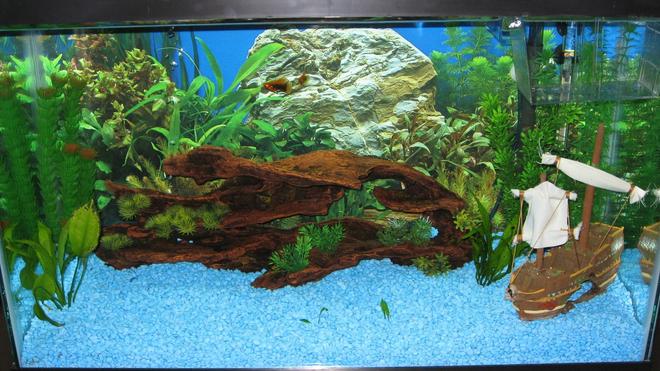 29 gallons freshwater fish tank (mostly fish and non-living decorations) - 29gal,Just started this tank about 2 month ago; it just finished cycling so I'm starting to add more fish; at the moment I have 2 platies, 2 plecos, platy fry; a couple of live plants (amazon sword, java fern) and some plastics
