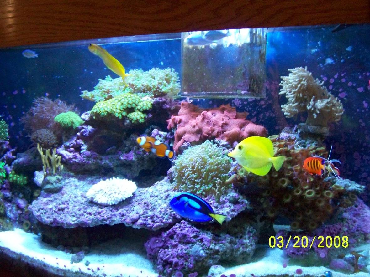 46 gallons reef tank (mostly live coral and fish) - my 46 gallon project