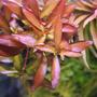 fish tank picture - Ludwigia Palustris (Narrow-Leaf Ludwigia) from surface