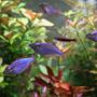 fish tank picture - Melanotaenia Praecox (Dwarf Neon Rainbowfish)