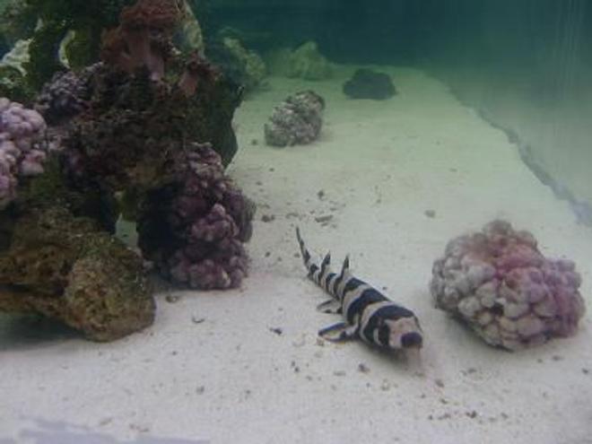 saltwater fish - chiloscyllium punctatum - cat shark, black banded stocking in 450 gallons tank - My baby shark finally made it to the 500 gal. she is so pretty posing for the camera.....