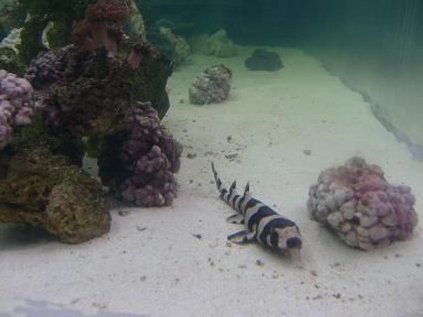 Rated #62: Saltwater Fish - Chiloscyllium Punctatum - Cat Shark, Black Banded Stocking In 450 Gallons Tank - My baby shark finally made it to the 500 gal. she is so pretty posing for the camera.....