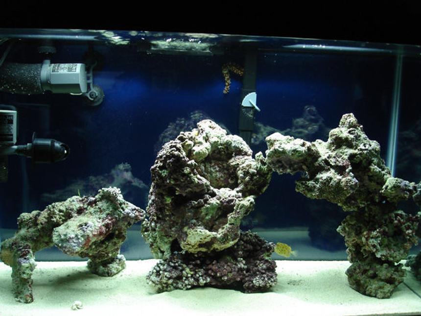 Rated #47: 29 Gallons Saltwater Fish Tank - 29 Gallon Marine