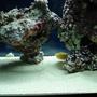 fish tank picture - Yellow box fish, pecking away at live rock, hermit in the background.