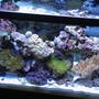 fish tank picture - Less live rock, more corals to come...