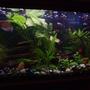 20 gallons planted tank (mostly live plants and fish) - My planted tank