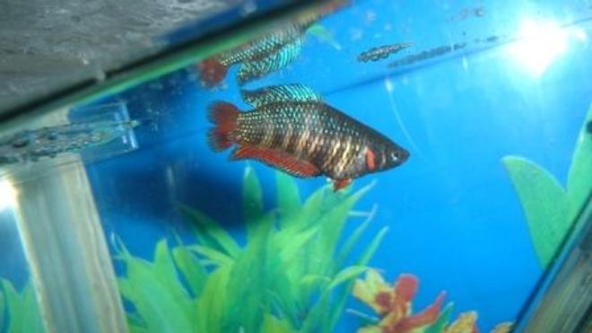 freshwater fish - betta splendens - betta - female stocking in 70 gallons tank - femelle betta