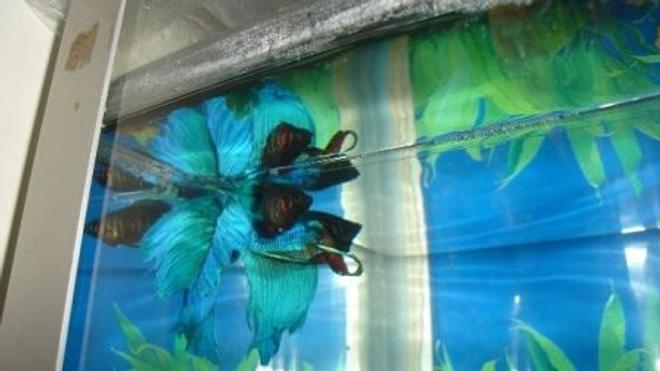 freshwater fish - betta splendens - betta stocking in 70 gallons tank - betta