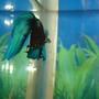 freshwater fish - betta splendens - betta - male stocking in 70 gallons tank - betta oeuf
