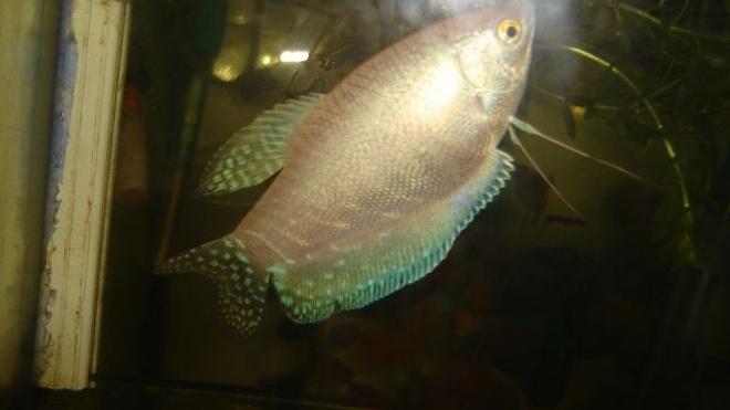 freshwater fish - trichogaster trichopterus - blue gourami stocking in 70 gallons tank - gourami