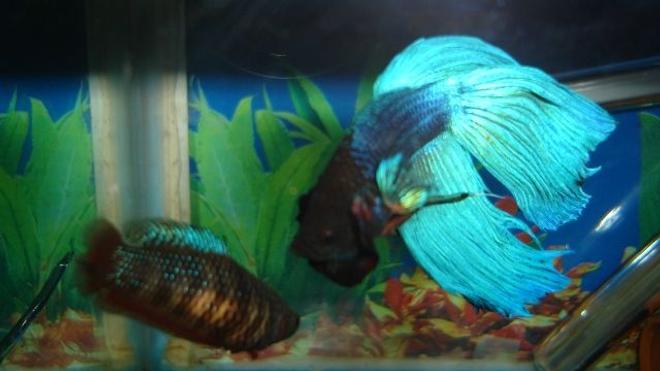freshwater fish - betta splendens - betta - male stocking in 70 gallons tank - betta 2
