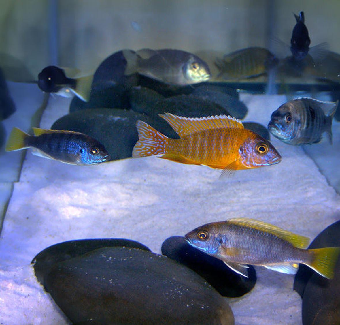 freshwater fish - aulonocara rubescens - ruby red peacock stocking in 40 gallons tank - Occupants of 40 gallon long Malawi setup.