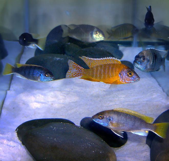freshwater fish - aulonocara rubescens - ruby red peacock stocking in 40 gallons tank - Occupants of 40 gallon long Malawi setup.