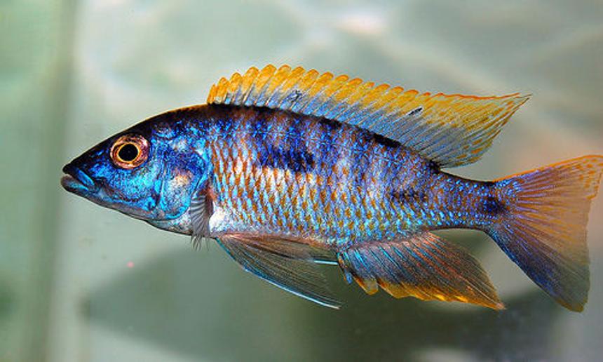 Rated #5: Freshwater Fish - Protomelas Steveni - Taiwan Reef Stocking In 135 Gallons Tank - Peacock cichlid