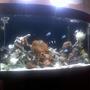 fish tank picture - coral