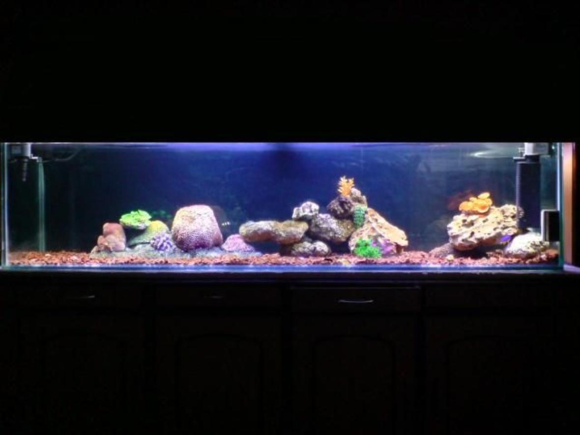 100 gallons saltwater fish tank (mostly fish, little/no live coral) - 100G new saltwater fish tank with new setup ,,,,,,,