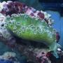 corals inverts - tridachia crispata - lettuce sea slug (nudibranch) stocking in 75 gallons tank - My lettuce nudibranch