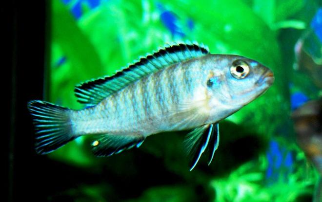 freshwater fish - pseudotropheus socolofi - powder blue cichlid stocking in 20 gallons tank - My Scolofi