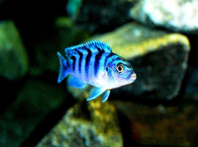freshwater fish - metriaclima lombardoi - kenyi cichlid stocking in 20 gallons tank - Female Kenyi