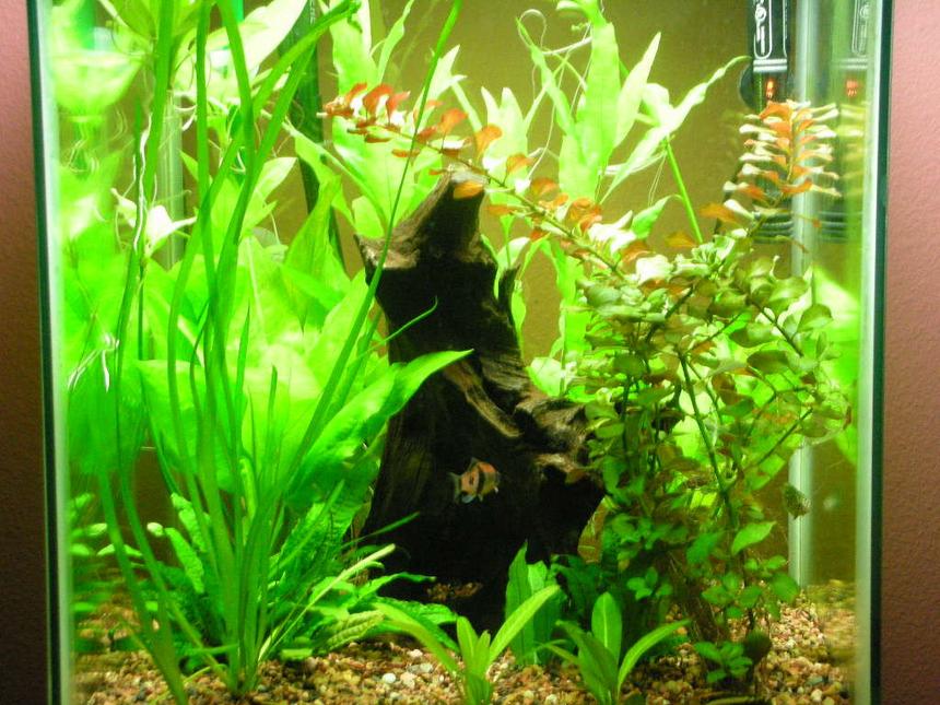 Rated #146: 22 Gallons Planted Tank - Just rearranged  two days ago,  think things are in a good place for growth.  Was thinking about c02 but want to try without it.
