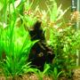 22 gallons planted tank (mostly live plants and fish) - Just rearranged two days ago, think things are in a good place for growth. Was thinking about c02 but want to try without it.