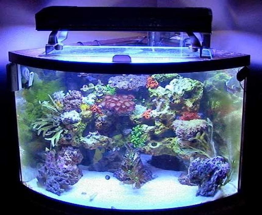 Rated #87: 36 Gallons Reef Tank - Full Tank Shot