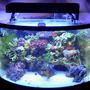 36 gallons reef tank (mostly live coral and fish) - Full Tank Shot