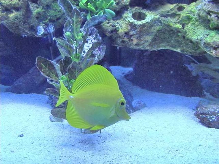 Rated #43: Saltwater Fish - Zebrasoma Flavescens - Yellow Tang - Hawaii Stocking In 36 Gallons Tank - my yellow tang chillen