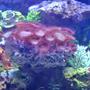 corals inverts - palythoa sp. - vivid sunrise palys stocking in 36 gallons tank - Large Zoo Rock
