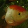 freshwater fish - carassius auratus - red cap oranda goldfish stocking in 30 gallons tank - my ranCHu