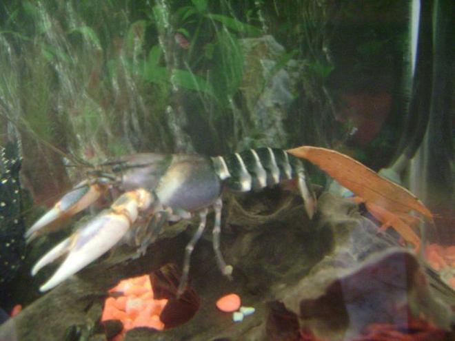 corals inverts - atyopsis moluccensis - bamboo shrimp stocking in 30 gallons tank - my blue tiger lobster and bamboo shrimp