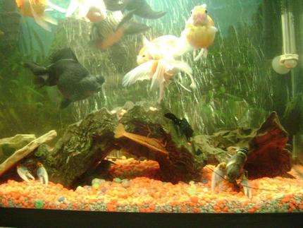 freshwater fish - carassius auratus - black moor goldfish stocking in 30 gallons tank - fishtank
