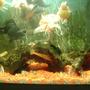 freshwater fish - carassius auratus - black moor goldfish stocking in 30 gallons tank - fishtank