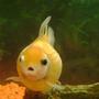 freshwater fish - carassius auratus - crown pearlscale goldfish stocking in 30 gallons tank - pearl scale goldfish 3